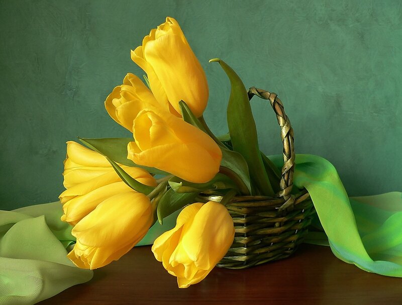 Yellow Tulips in Basket — Calm