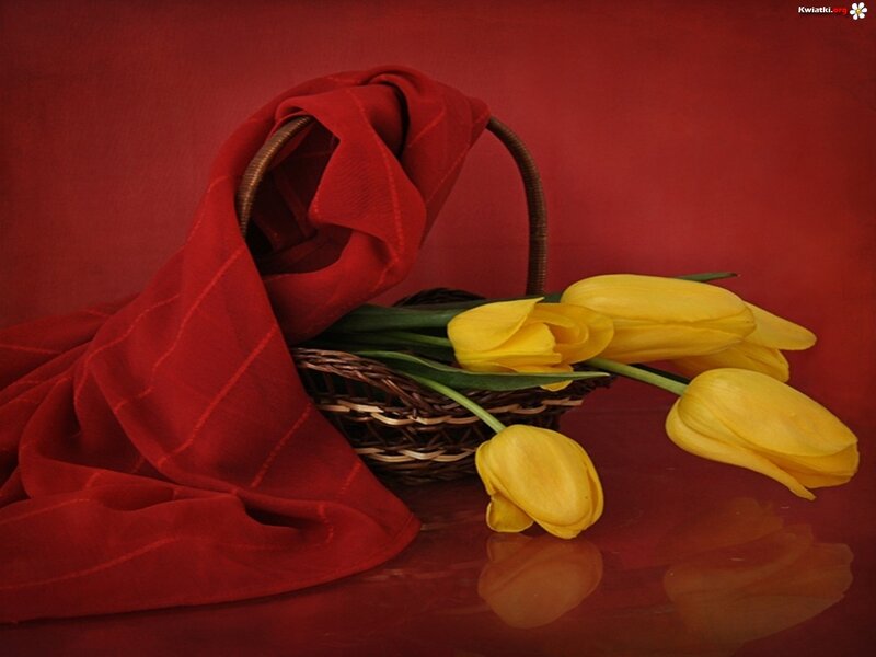 Yellow Tulips in Basket — Red, Calm