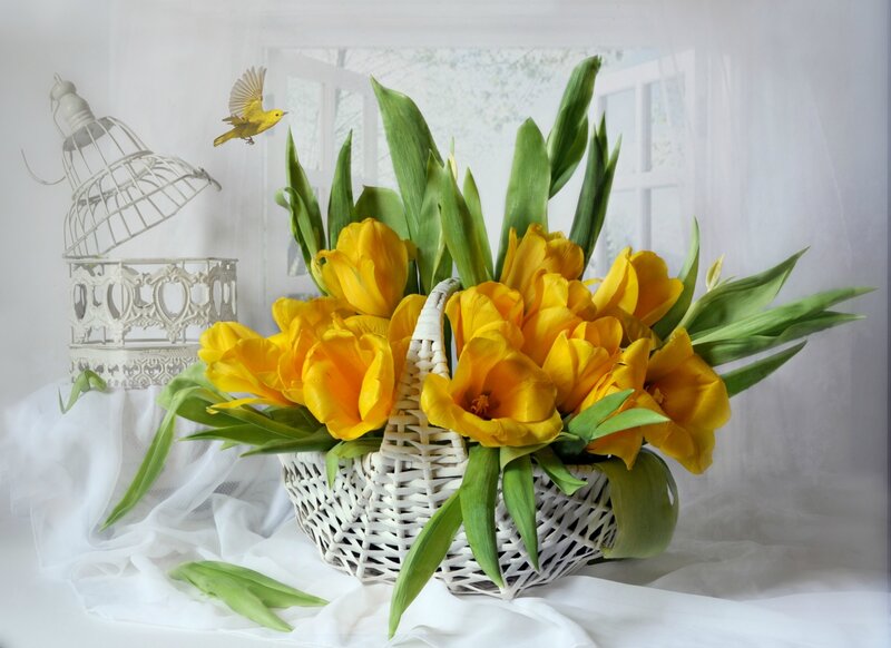 Yellow Tulips in Basket — Serene, Spring, Photograph, Birdcage, Bird