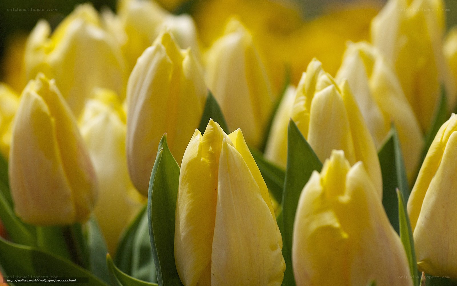 Yellow tulips in bloom