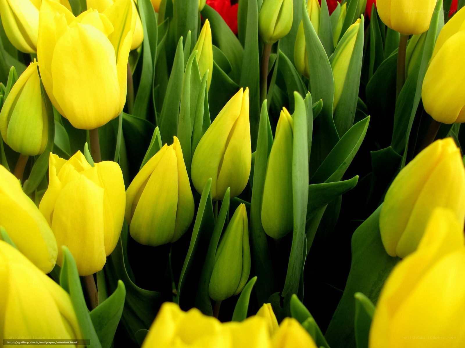 Yellow tulips in bloom