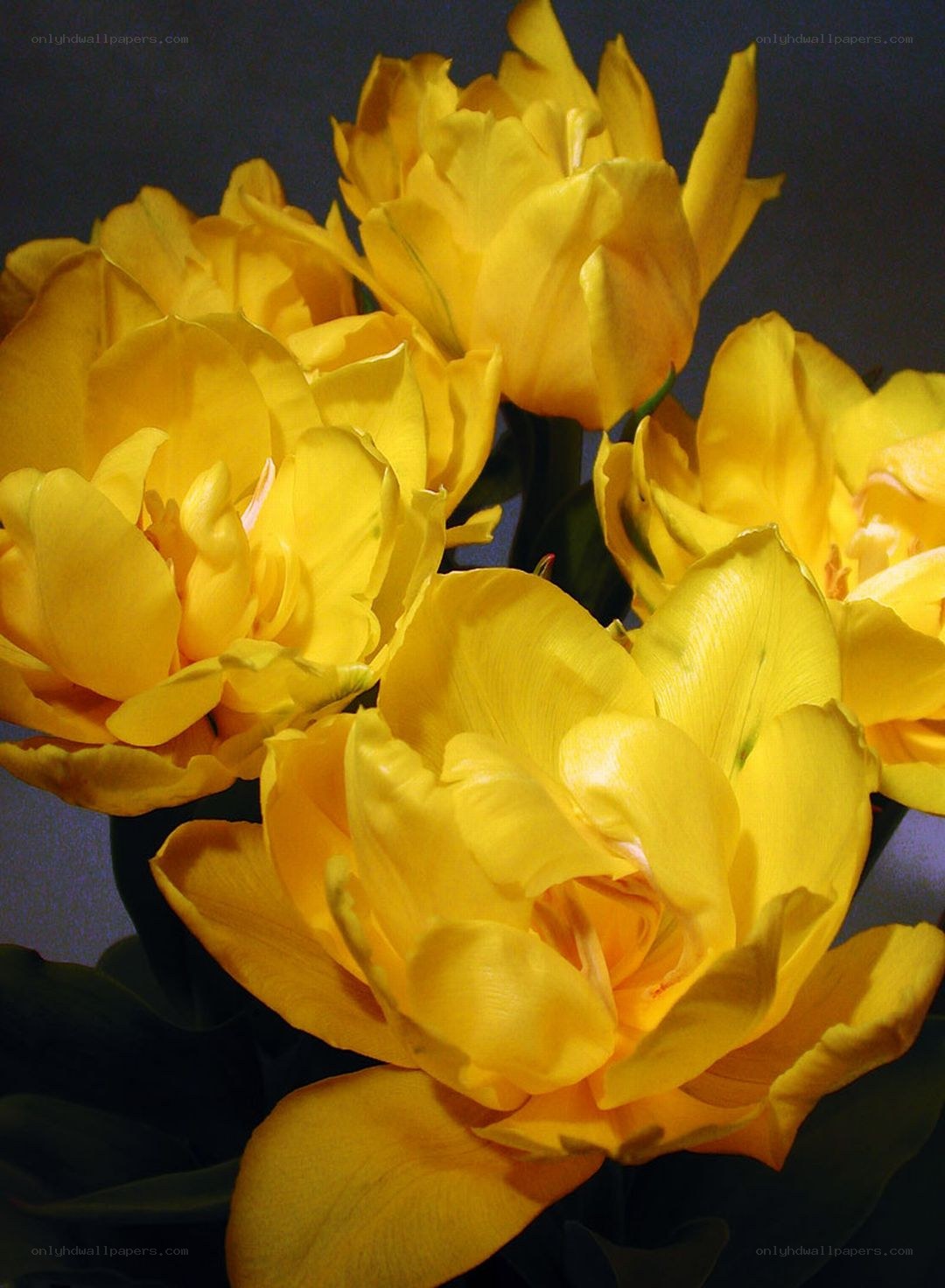 Yellow tulips in bloom