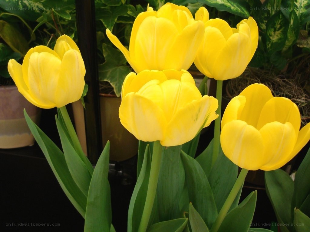 Yellow tulips in bloom