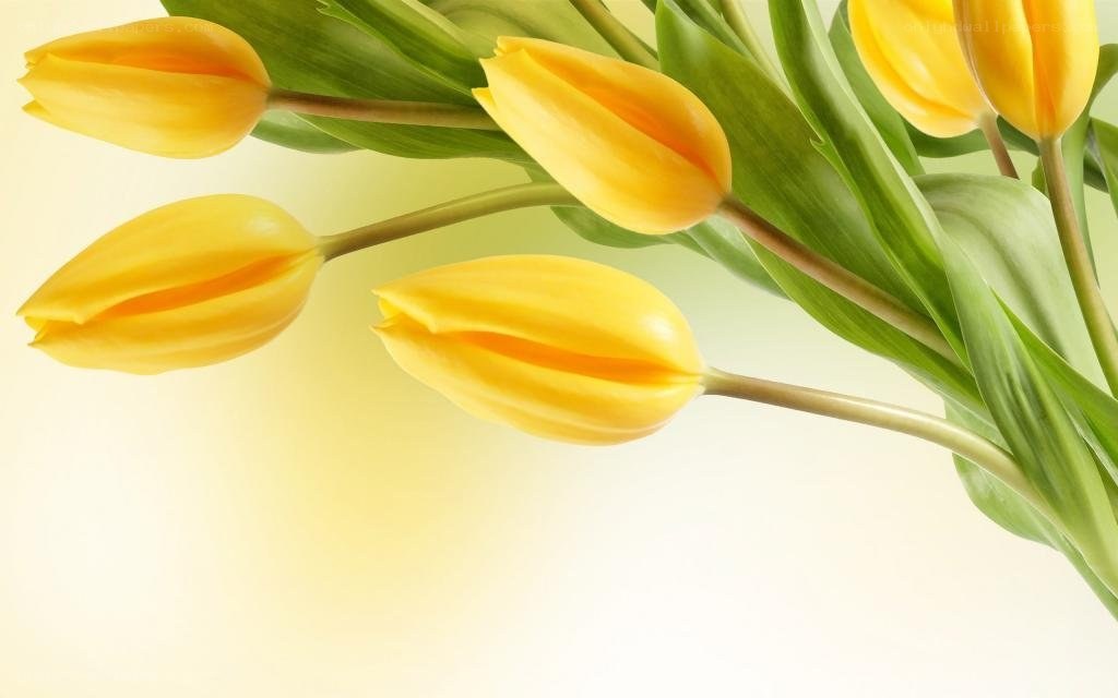 Yellow tulips in bloom