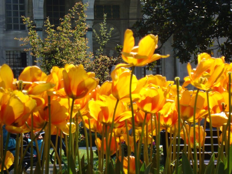 Yellow Tulips in Bloom — Bright, Afternoon