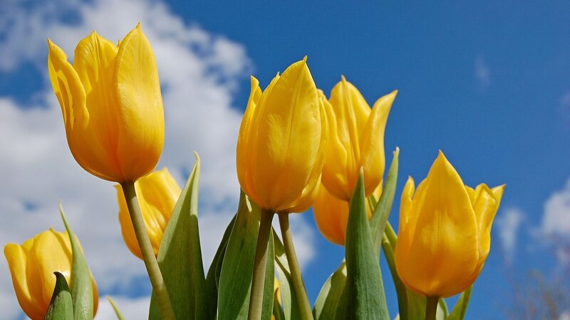 Yellow Tulips in Bloom — Bright, Spring, Photograph, Sky