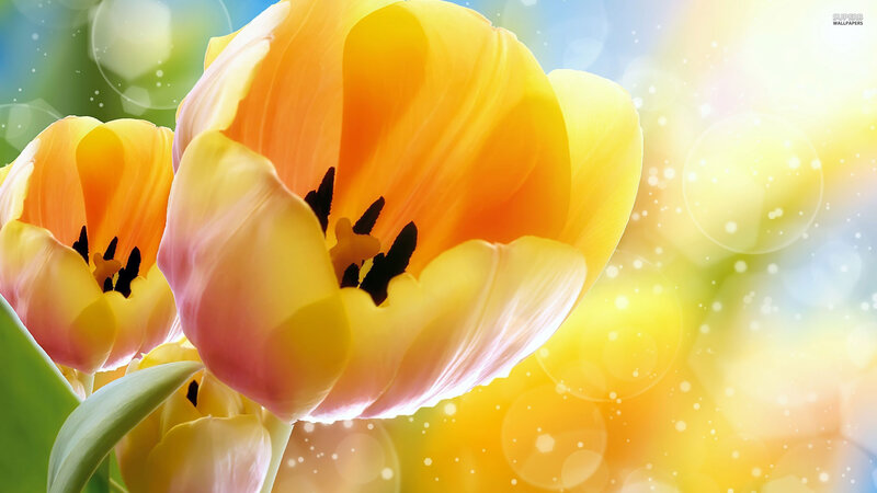Yellow Tulips in Bloom — Bright, Spring, Photograph