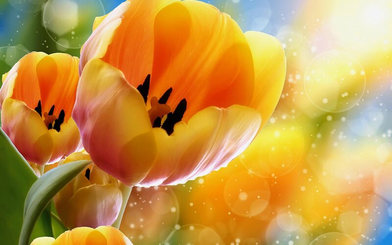 Yellow Tulips in Bloom — Bright, Spring