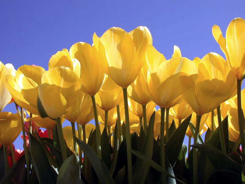 Yellow Tulips in Bloom — Bright