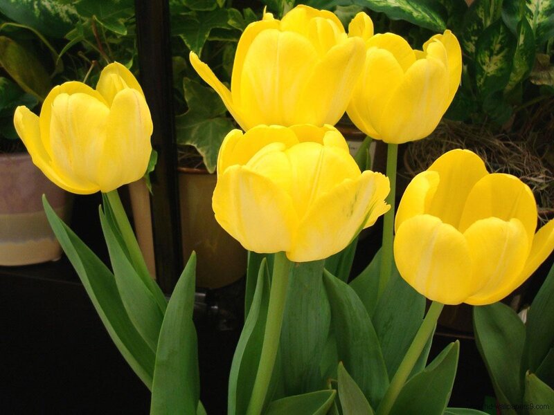 Yellow Tulips in Bloom — Calm, Photograph, Green Leaves, Potted Plants
