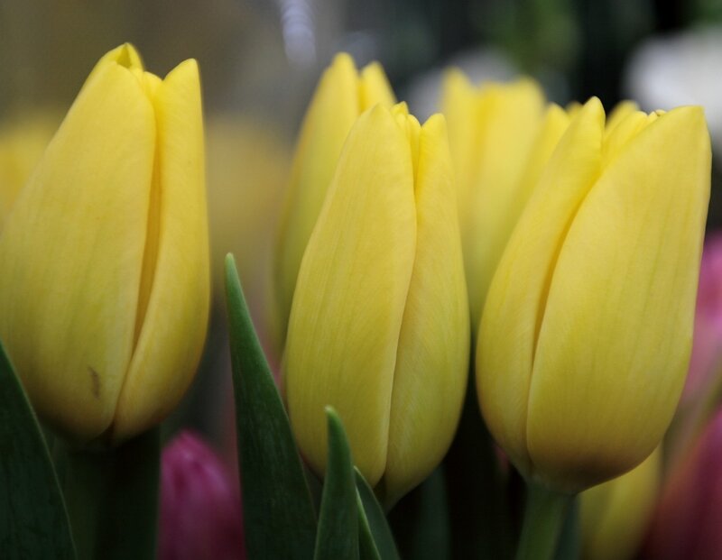 Yellow Tulips in Bloom — Calm, Photograph