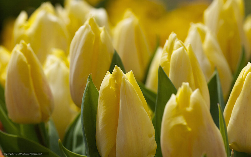 Yellow Tulips in Bloom — Calm, Spring, Photograph, Green Leaves