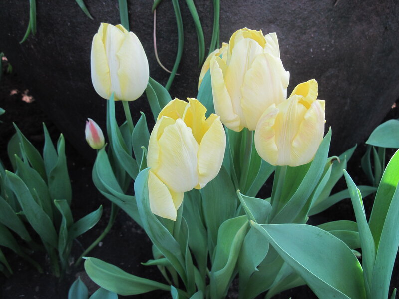 Yellow Tulips in Bloom — Calm, Spring, Photograph