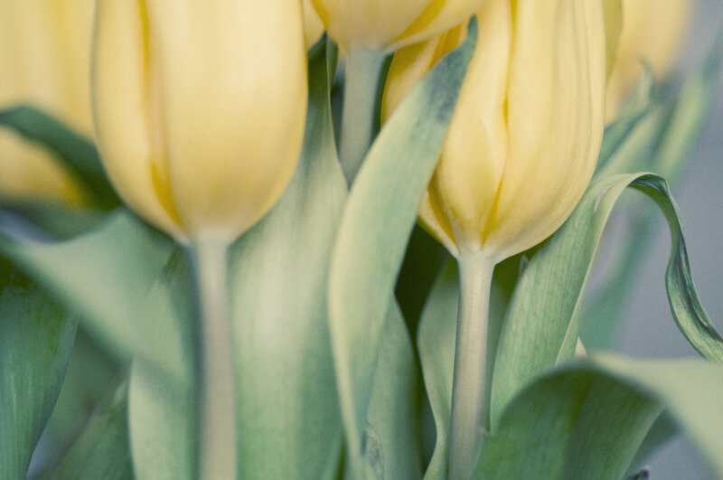 Yellow Tulips in Bloom — Calm, Spring
