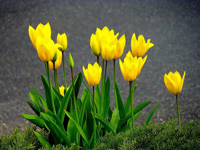 Yellow Tulips in Bloom — Calm