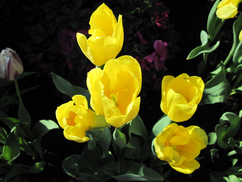 Yellow Tulips in Bloom — Dramatic, Afternoon, Photograph