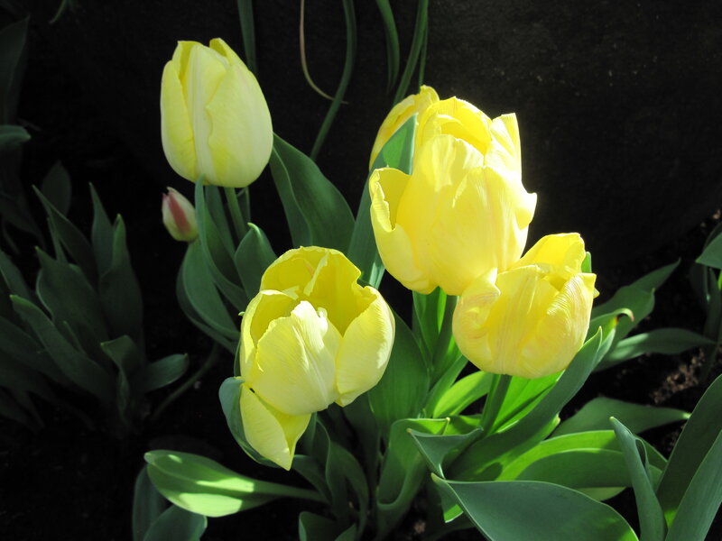 Yellow Tulips in Bloom — Dramatic, Afternoon