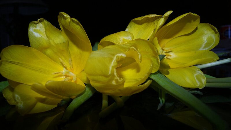 Yellow Tulips in Bloom — Dramatic, Night