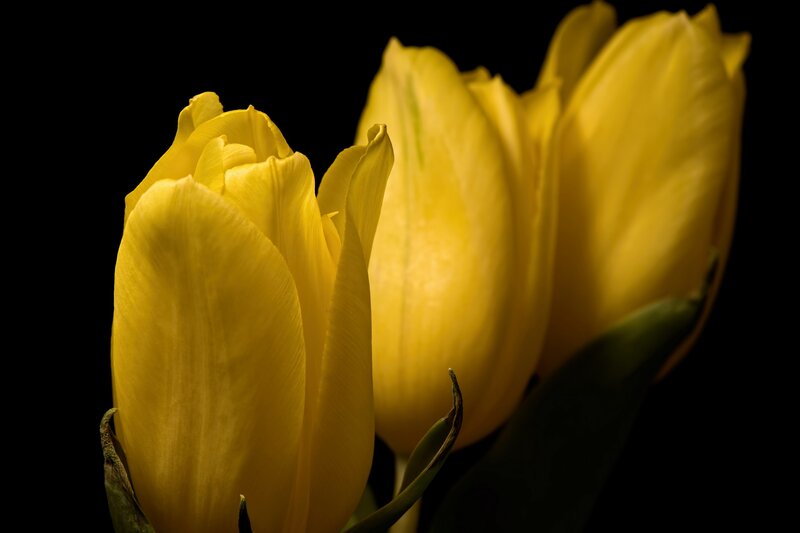 Yellow Tulips in Bloom — Dramatic, Photograph, Black Background
