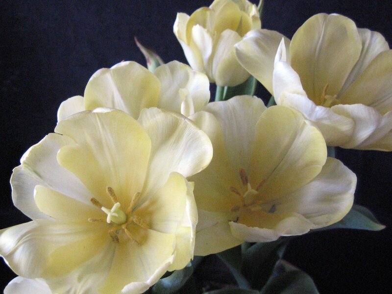 Yellow Tulips in Bloom — Dramatic, Photograph, Flowers