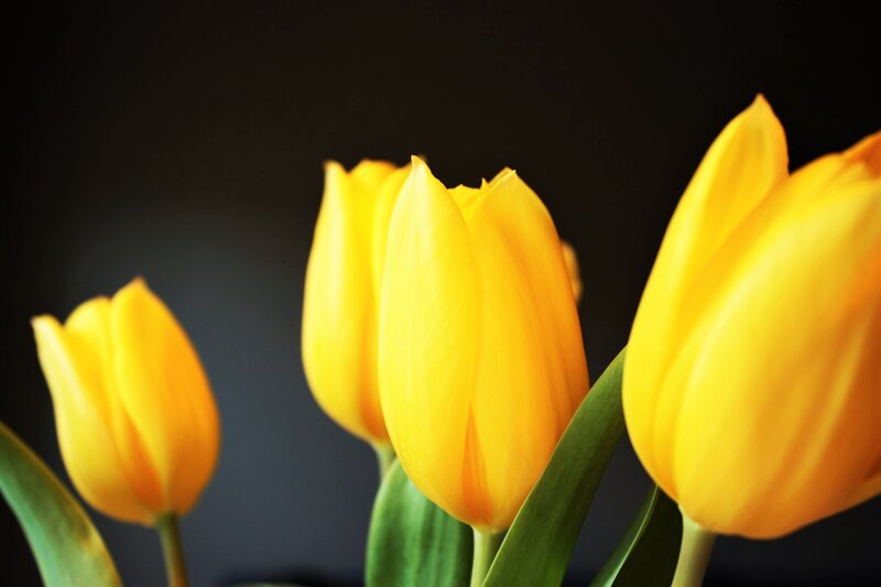 Yellow Tulips in Bloom — Dramatic, Photograph, Green Leaves