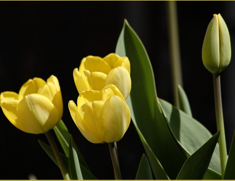 Yellow Tulips in Bloom — Dramatic, Photograph, Tulip Buds, Green Leaves