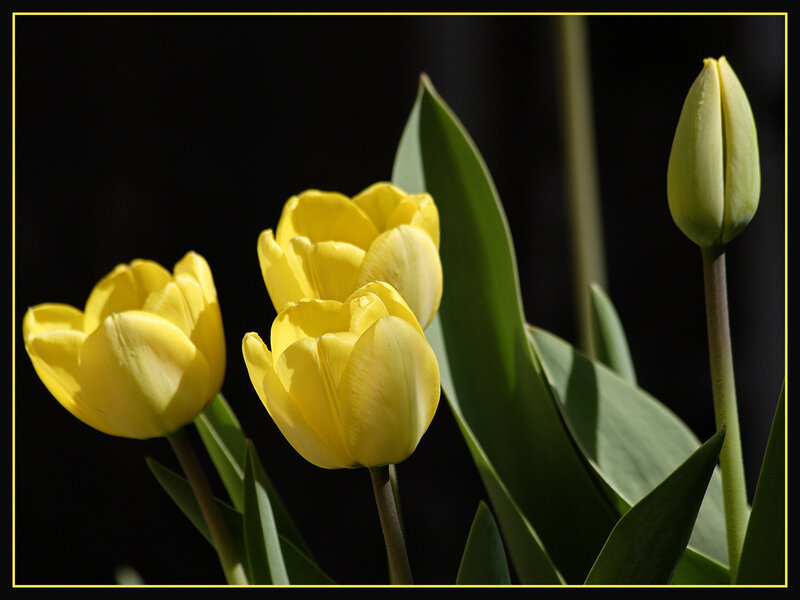 Yellow Tulips in Bloom — Dramatic, Photograph, Tulip Buds