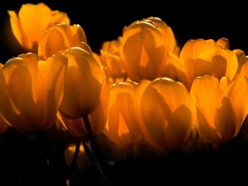 Yellow Tulips in Bloom — Dramatic