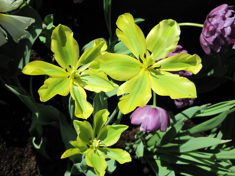 Yellow Tulips in Bloom — Natural