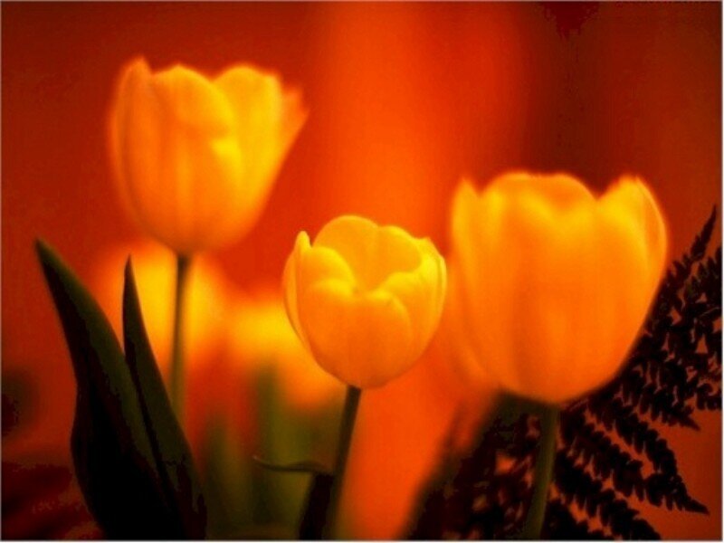 Yellow Tulips in Bloom — Orange