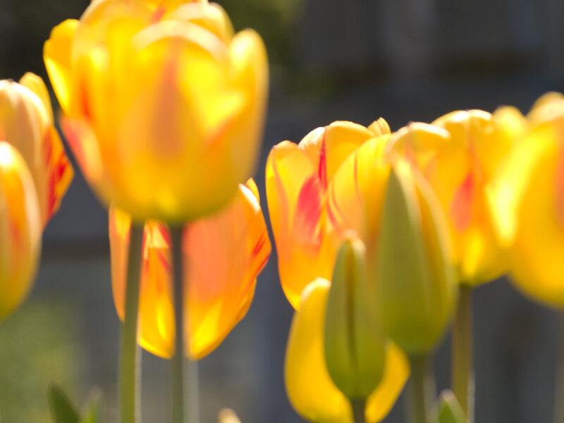 Yellow Tulips in Bloom — Serene, Afternoon