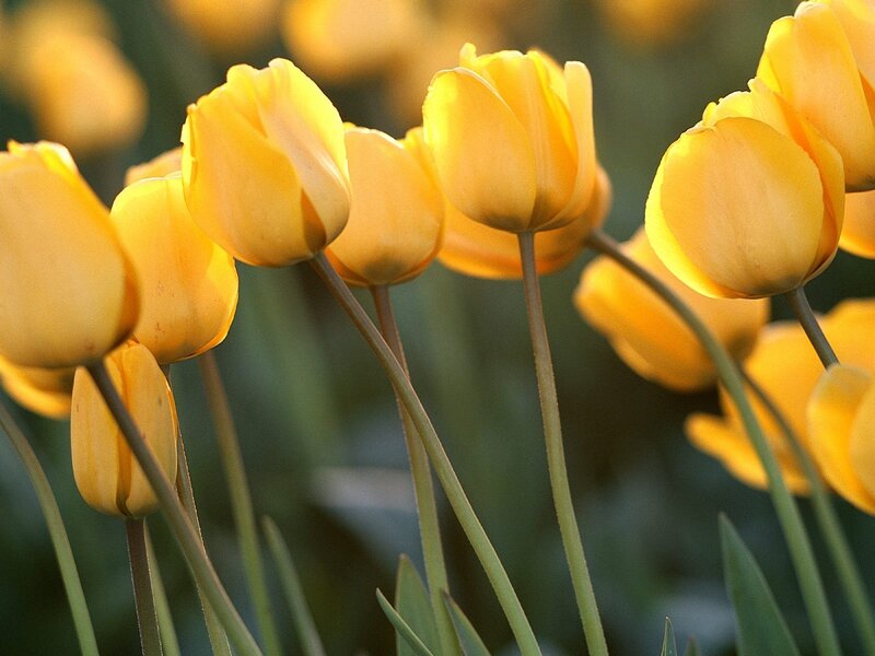 Yellow Tulips in Bloom — Serene, Morning, Photograph, Flowers