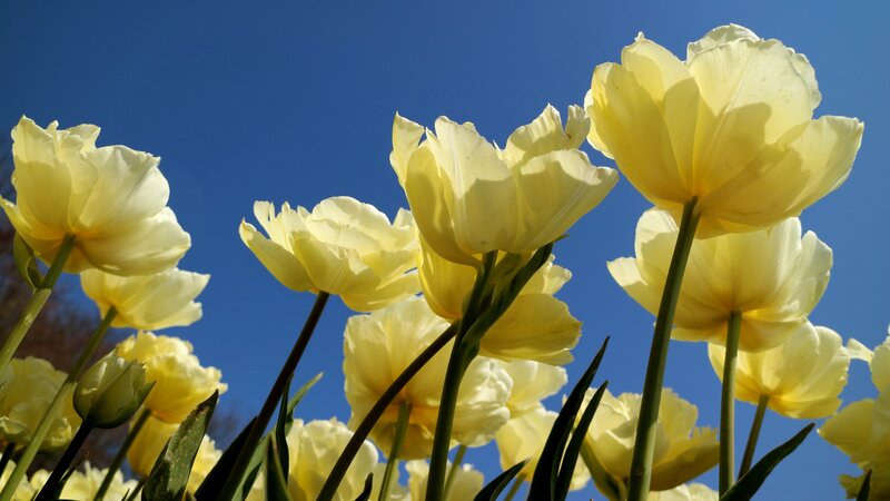 Yellow Tulips in Bloom — Serene, Spring, Photograph, Blue Sky