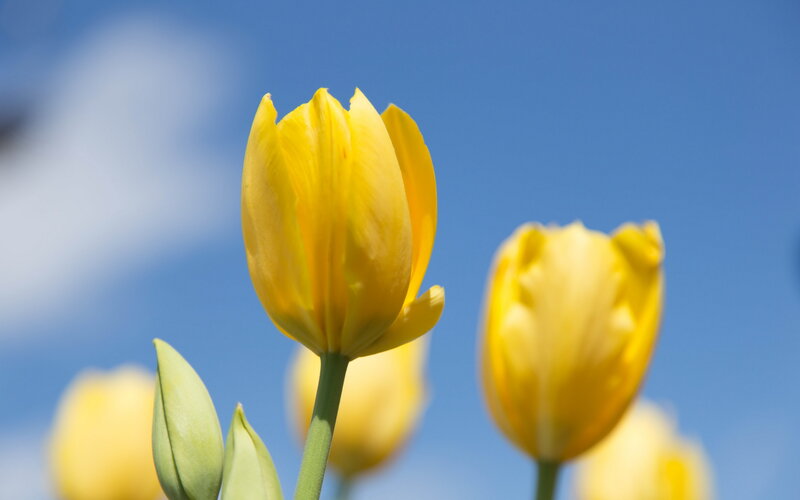 Yellow Tulips in Bloom — Serene, Spring, Photograph, Buds