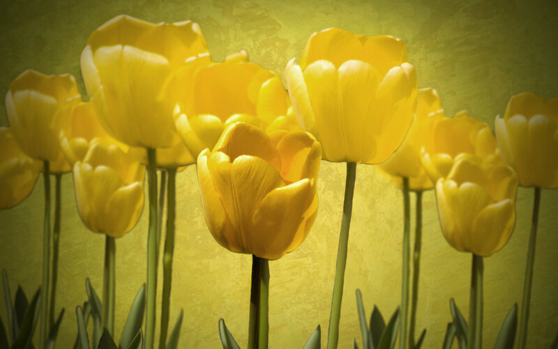 Yellow Tulips in Bloom — Serene, Spring, Photograph, Flowers