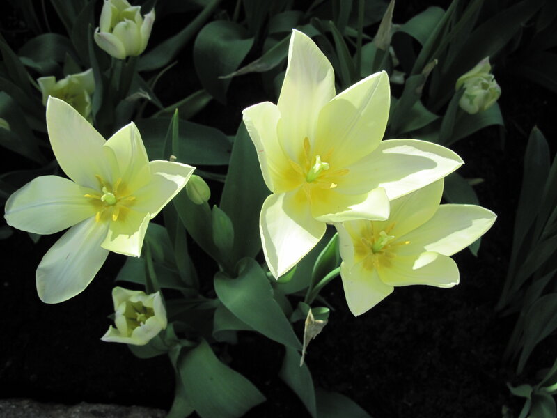Yellow Tulips in Bloom — Serene, Spring, Photograph, Green Leaves