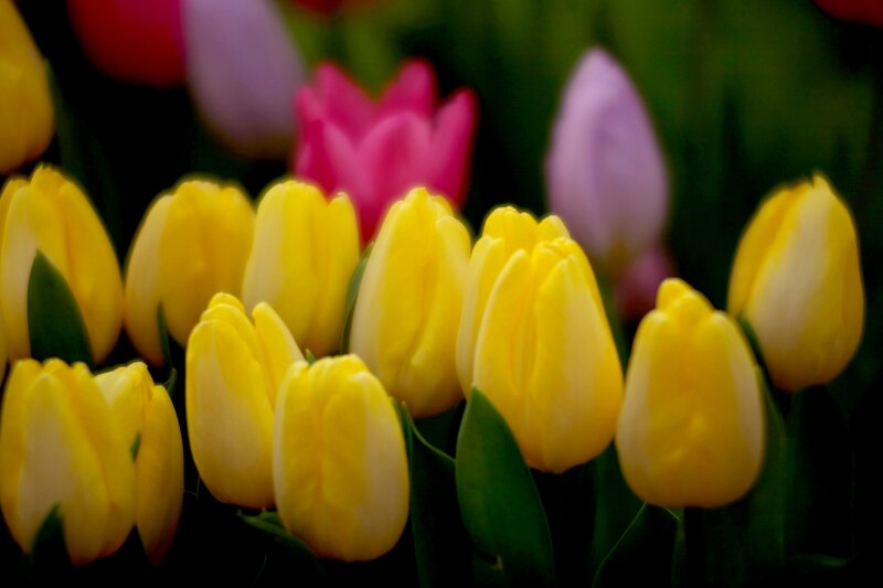 Yellow Tulips in Bloom — Serene, Spring, Photograph, Pink Tulip
