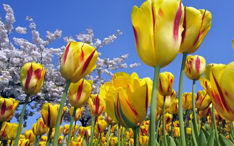 Yellow Tulips in Bloom — Serene, Spring, Photograph