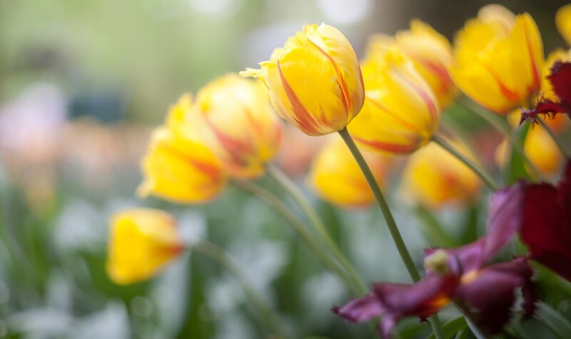 Yellow Tulips in Bloom — Serene, Spring, Photograph, Tulip
