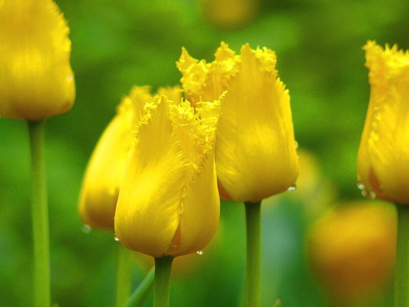 Yellow Tulips in Bloom — Serene, Spring