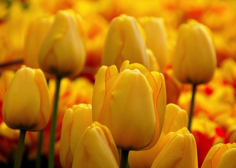 Yellow Tulips in Bloom — Vibrant, Spring, Photograph