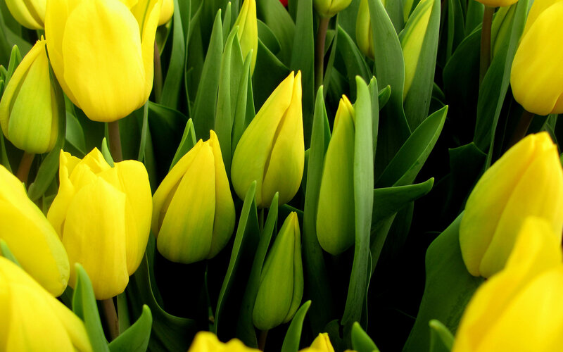 Yellow Tulips in Bloom — Vibrant, Spring
