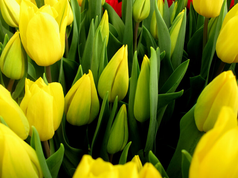 Yellow Tulips in Bloom — Vibrant