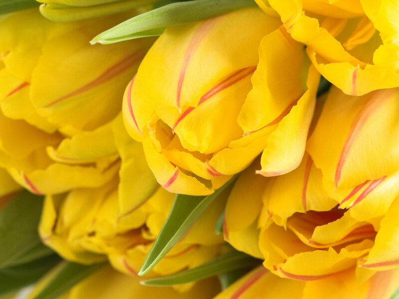 Yellow Tulips in Bouquet — Bright, Spring, Photograph