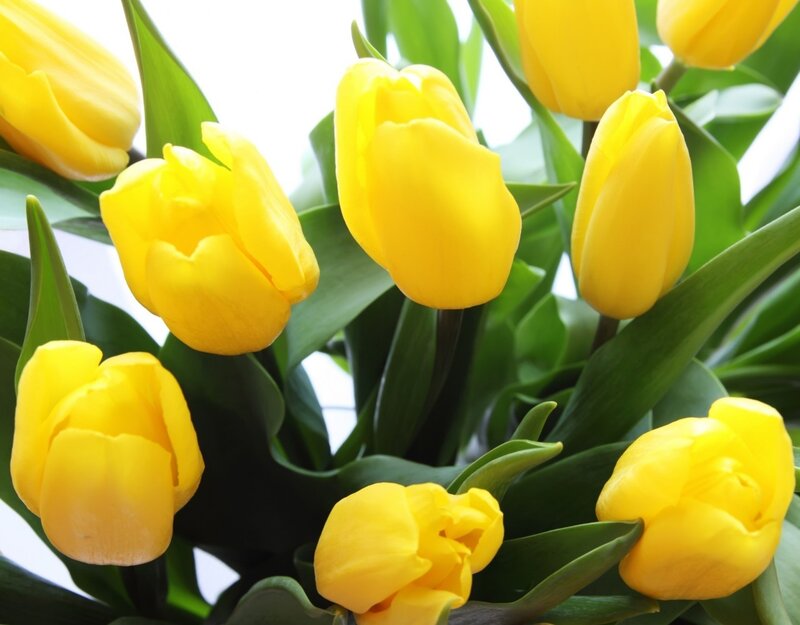 Yellow Tulips in Bouquet — Bright, Spring