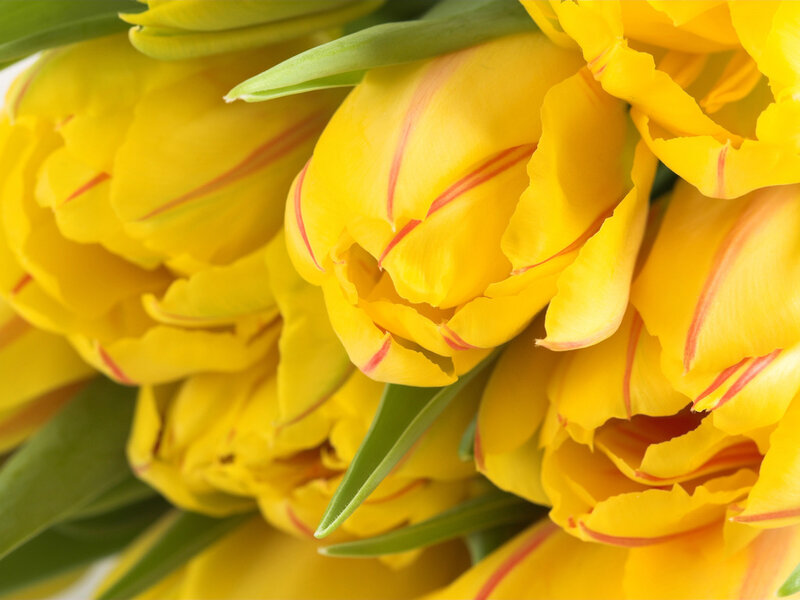 Yellow Tulips in Bouquet — Bright