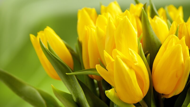 Yellow Tulips in Bouquet — Calm, Spring, Photograph, Green Leaves