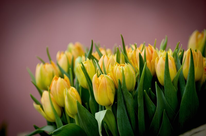 Yellow Tulips in Bouquet — Calm, Spring, Photograph