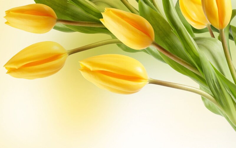 Yellow Tulips in Bouquet — Calm, Spring