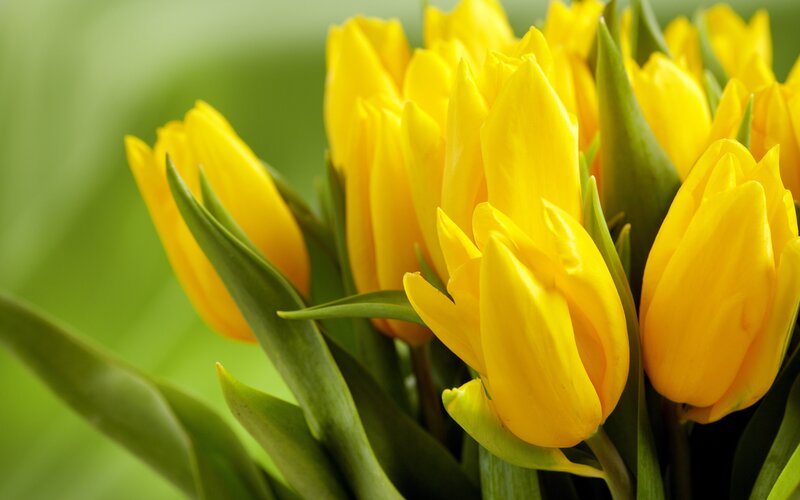 Yellow Tulips in Bouquet — Calm